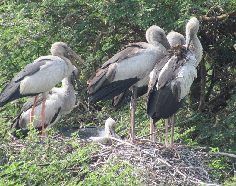 Vettangudi Bird Sanctuary, Sivaganga, Tamil Nadu - Vushii.com
